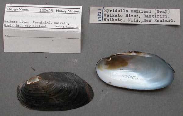 specimen