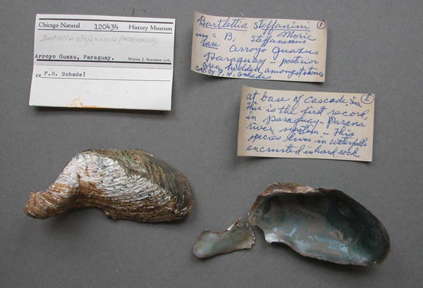 specimen