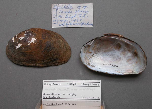 specimen