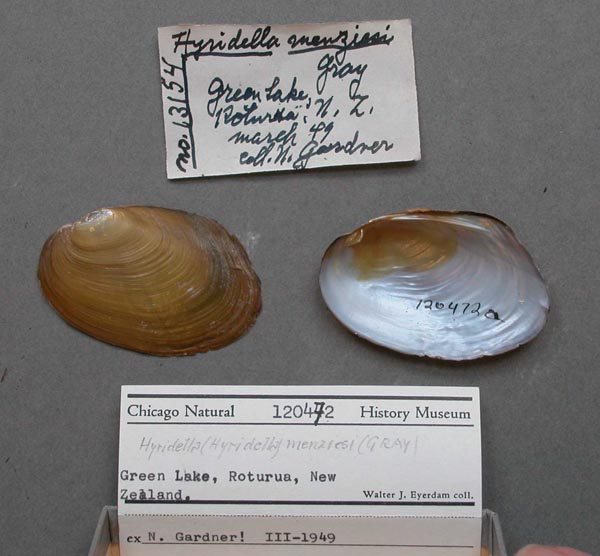 specimen