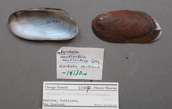 specimen