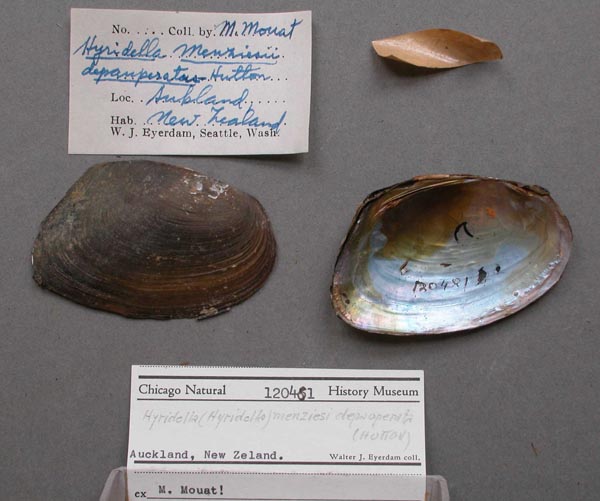 specimen