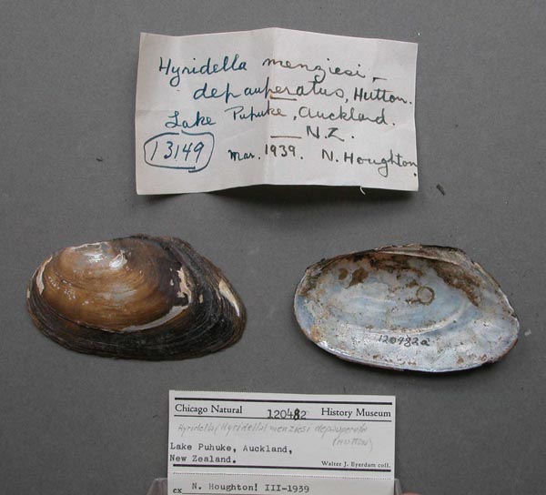 specimen
