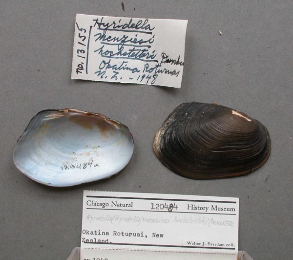 specimen