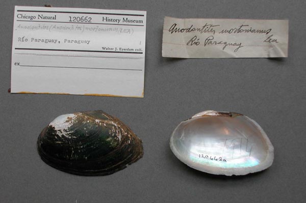 specimen