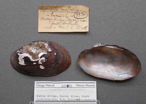 specimen