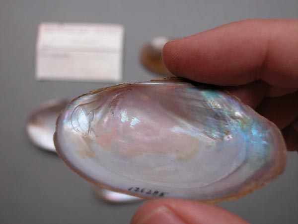 specimen