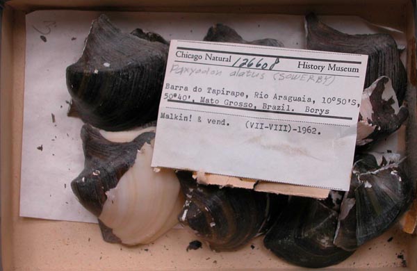 specimen