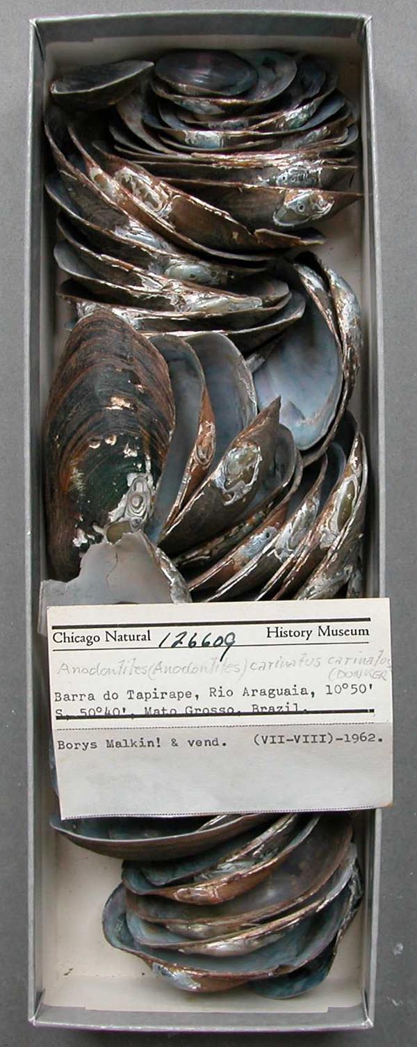 specimen