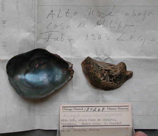 specimen