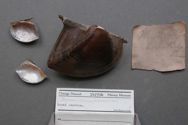 specimen