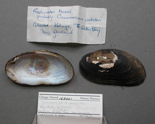 specimen