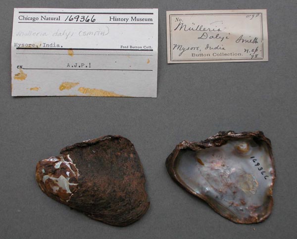 specimen