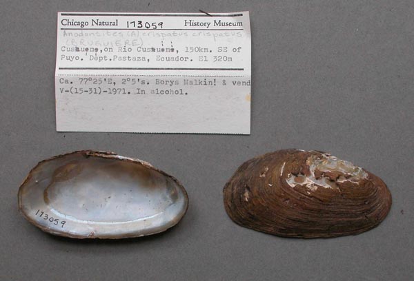 specimen