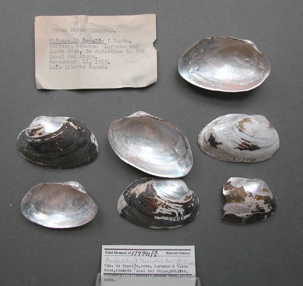 specimen