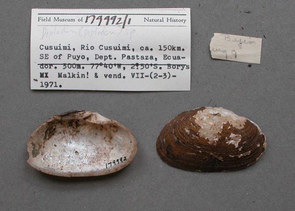 specimen