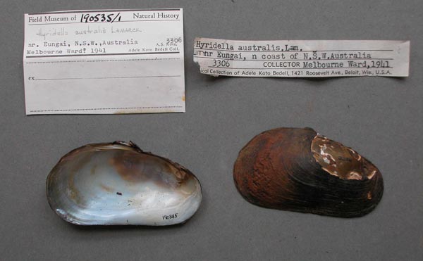 specimen