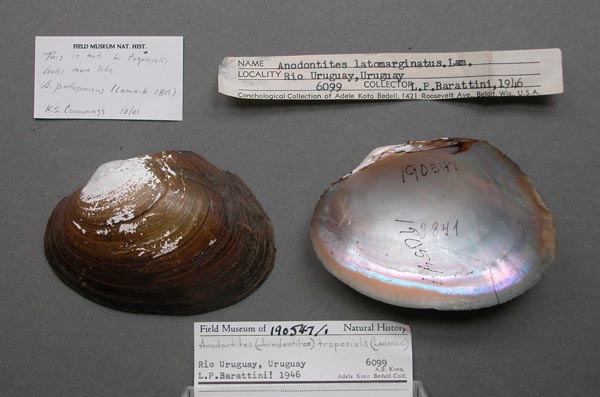 specimen