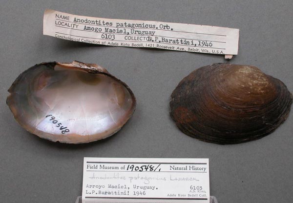 specimen