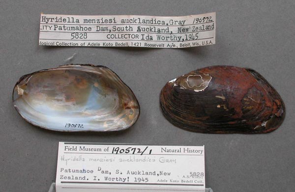 specimen