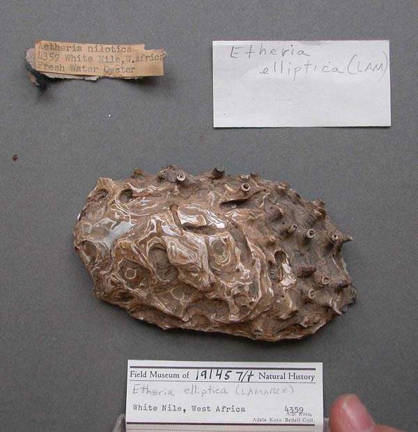 specimen