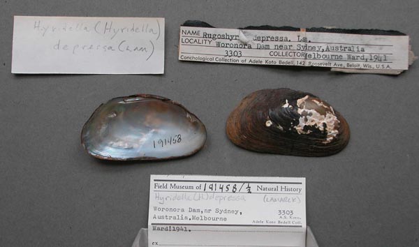 specimen