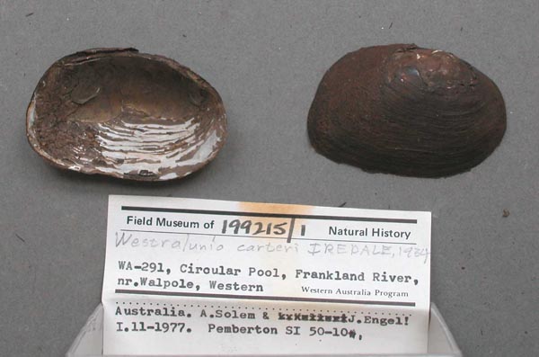 specimen