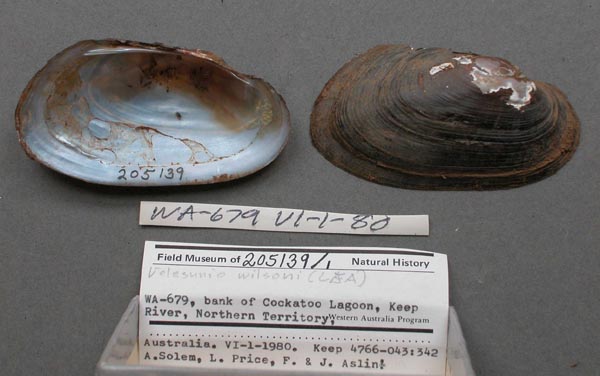 specimen