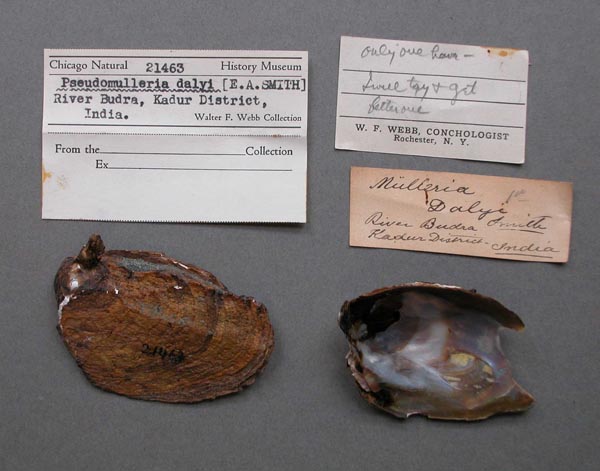 specimen