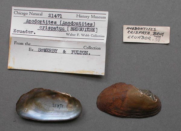 specimen