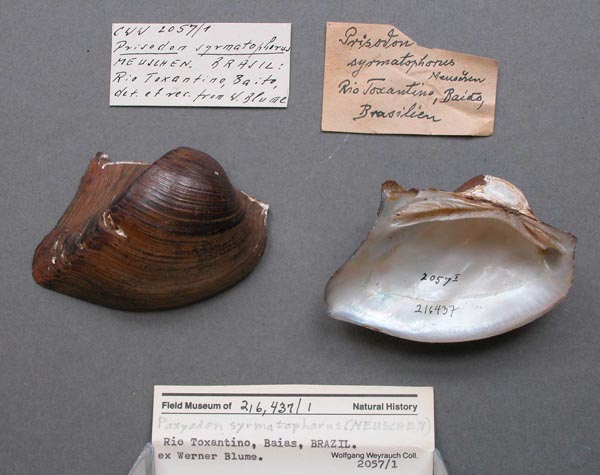 specimen
