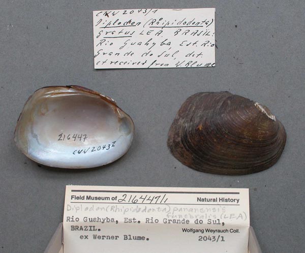 image of lot FMNH_216447 image of lot FMNH_216447