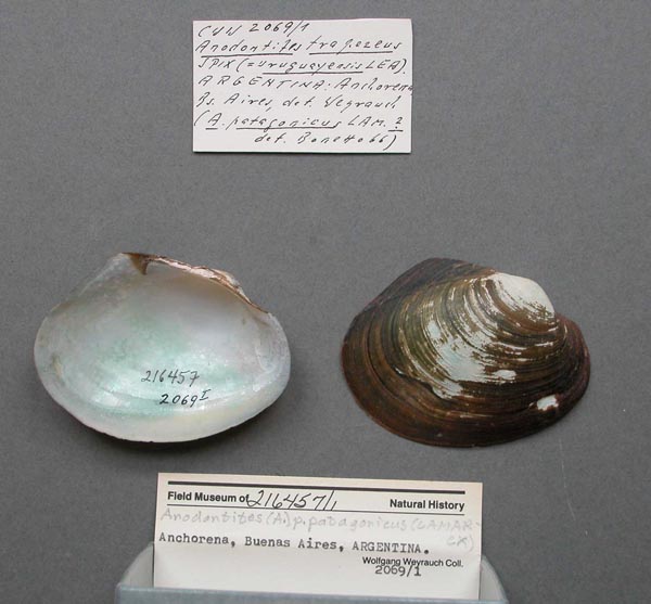 specimen