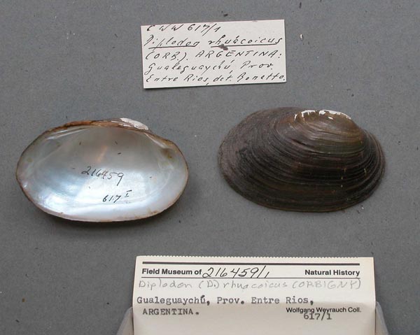specimen