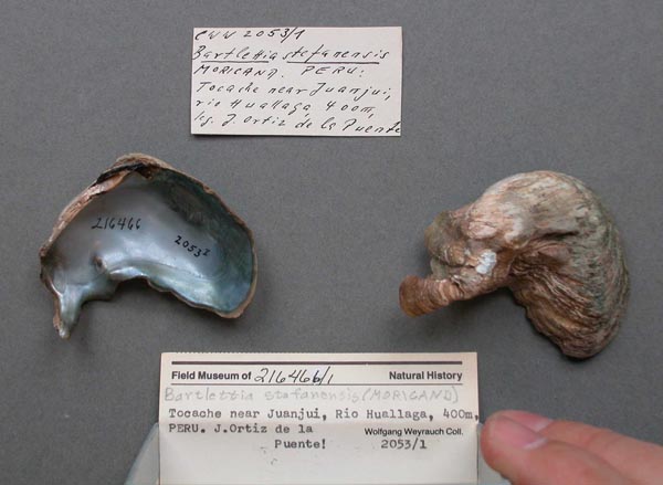 specimen