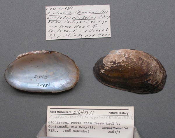 specimen