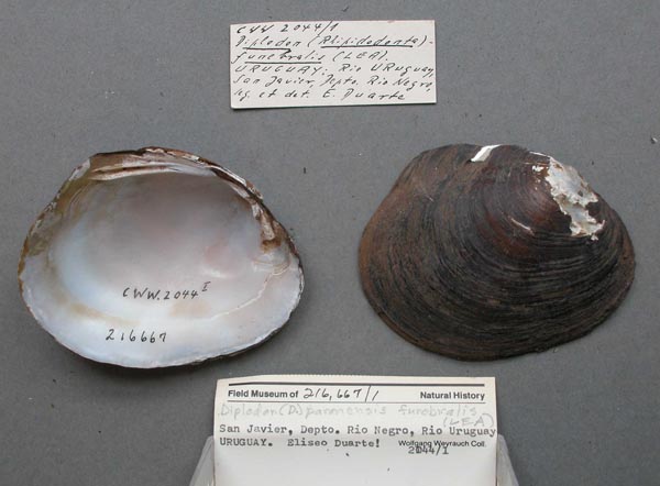 image of lot FMNH_216667 image of lot FMNH_216667