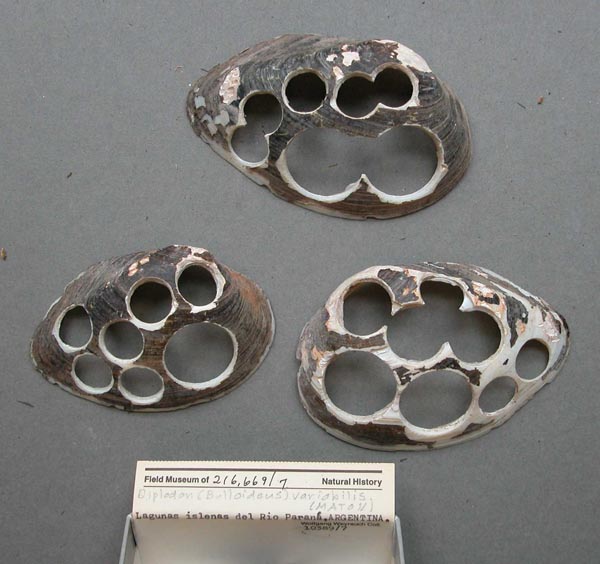 specimen
