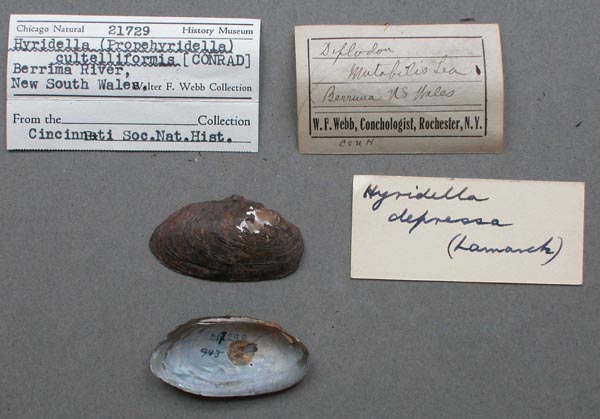 specimen