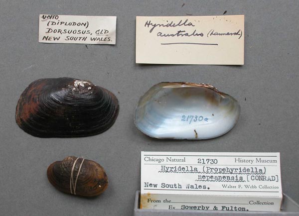 specimen