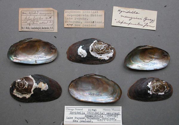 specimen