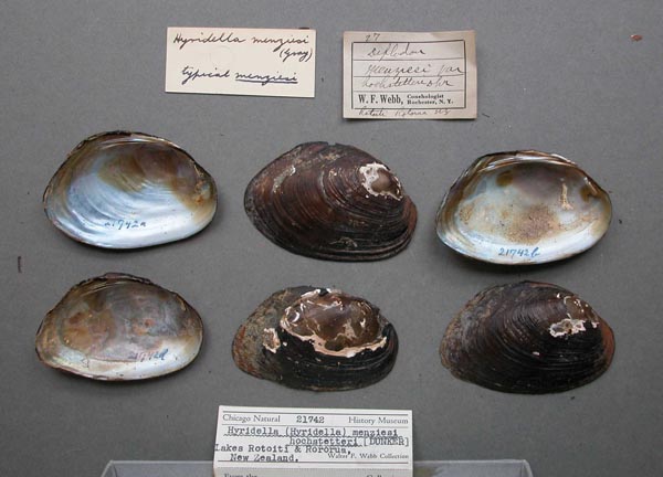 specimen