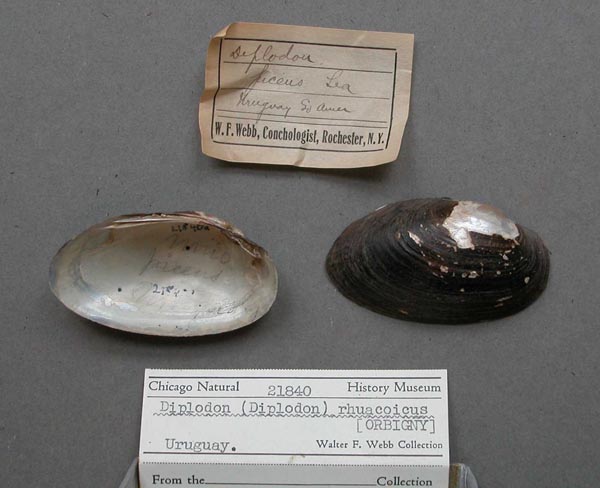 specimen