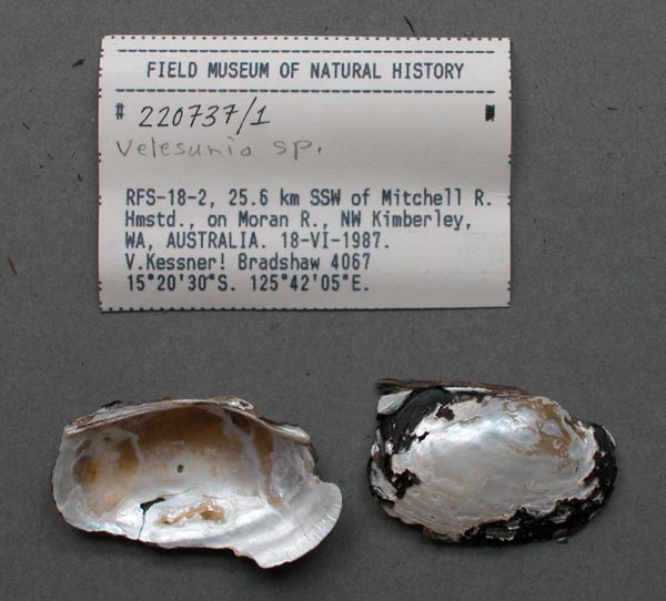 specimen