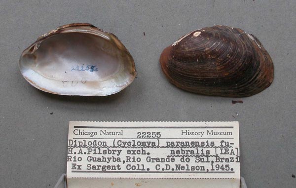 image of lot FMNH_22255 image of lot FMNH_22255