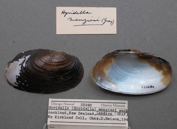 specimen