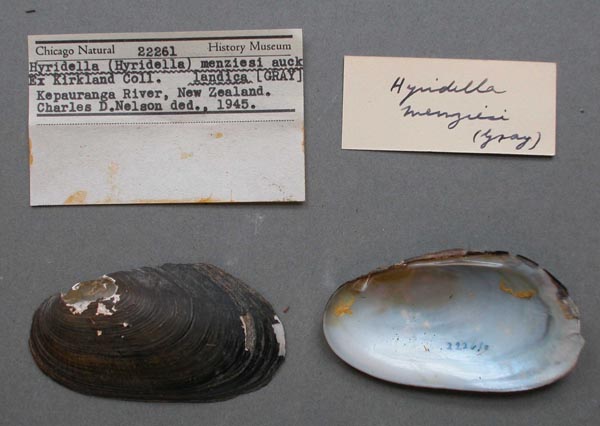 specimen