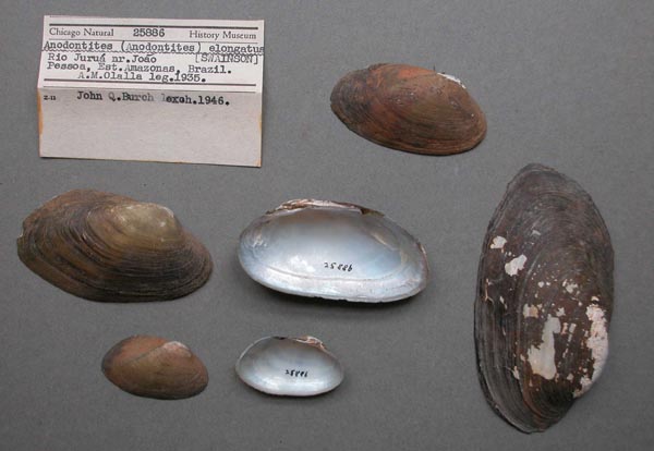 specimen