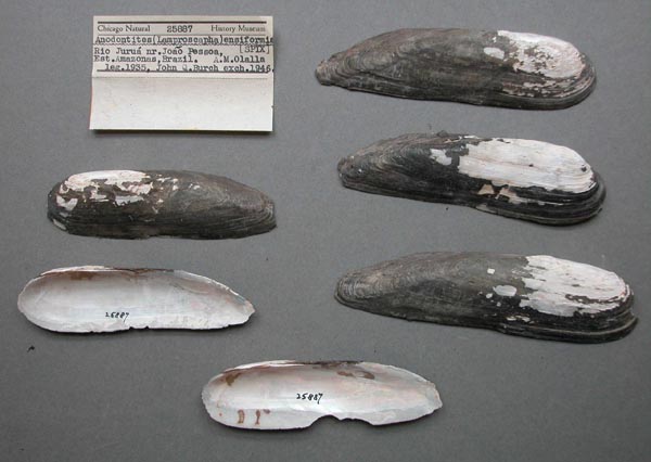 specimen