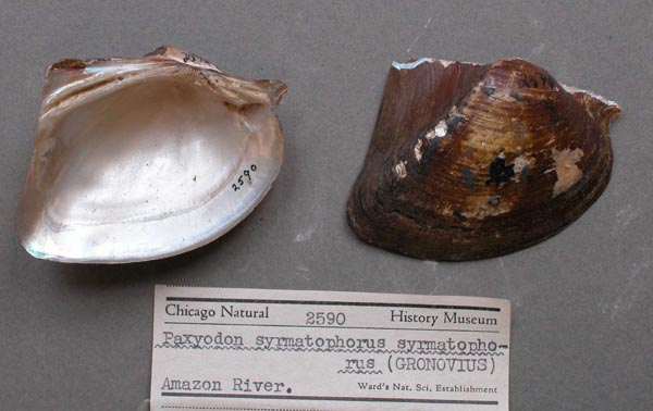 specimen